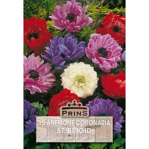Anemone coronaria 'St Brigid Mixed' (15 bulbs) image 0