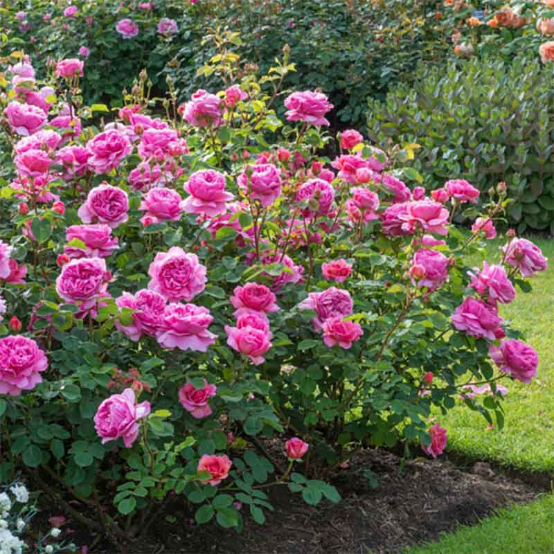 David Austin Princess Alexandra Of Kent® English Shrub Rose (6-Litre Pot) image 0