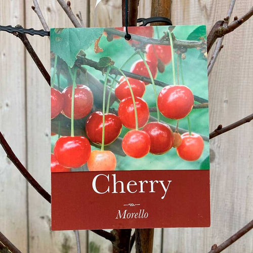 Prunus cerasus 'Morello' Cherry Tree (12-Litre Pot) image 0