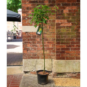 Laburnum watereri ‘Vossii’ Tree (Golden Rain) (12-Litre Pot) image 2