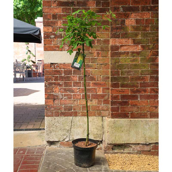 Laburnum watereri ‘Vossii’ Tree (Golden Rain) (12-Litre Pot) image 2