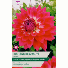 Dahlia ‘Diamond Debutante’ with Carmine Pink Flowers (1 Tuber) image 0