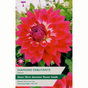 Dahlia ‘Diamond Debutante’ with Carmine Pink Flowers (1 Tuber) image 0