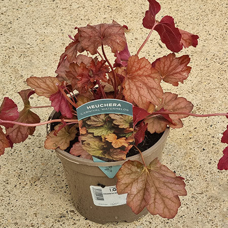 Heuchera 'Carnival Watermelon' (2-Litre Pot) image 0