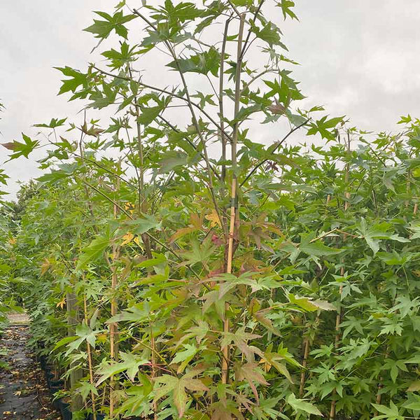 Liquidambar styraciflua 'Worplesdon' Tree (12-Litre Pot) image 0
