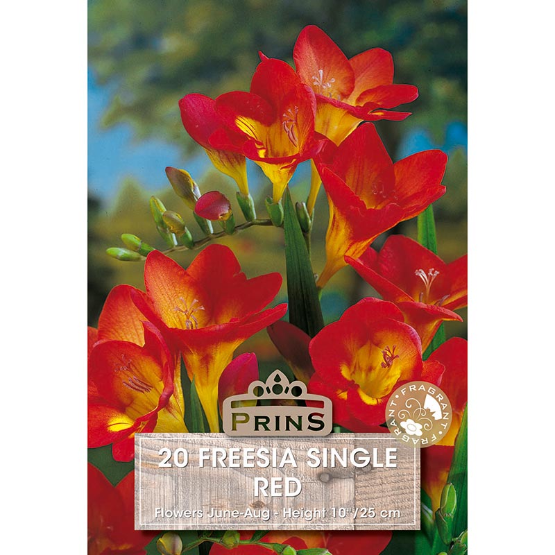 Freesia Single 'Red' (20 bulbs) image 0