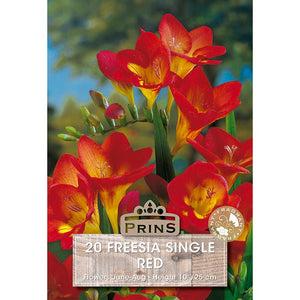 Freesia Single 'Red' (20 bulbs) image 0