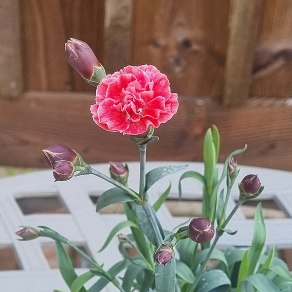 Dianthus ‘Sugar Coral’ (1.5-Litre Pot) image 0