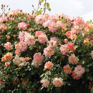 David Austin Phyllis Bide® Rambling Rose (6-Litre Pot) image 2