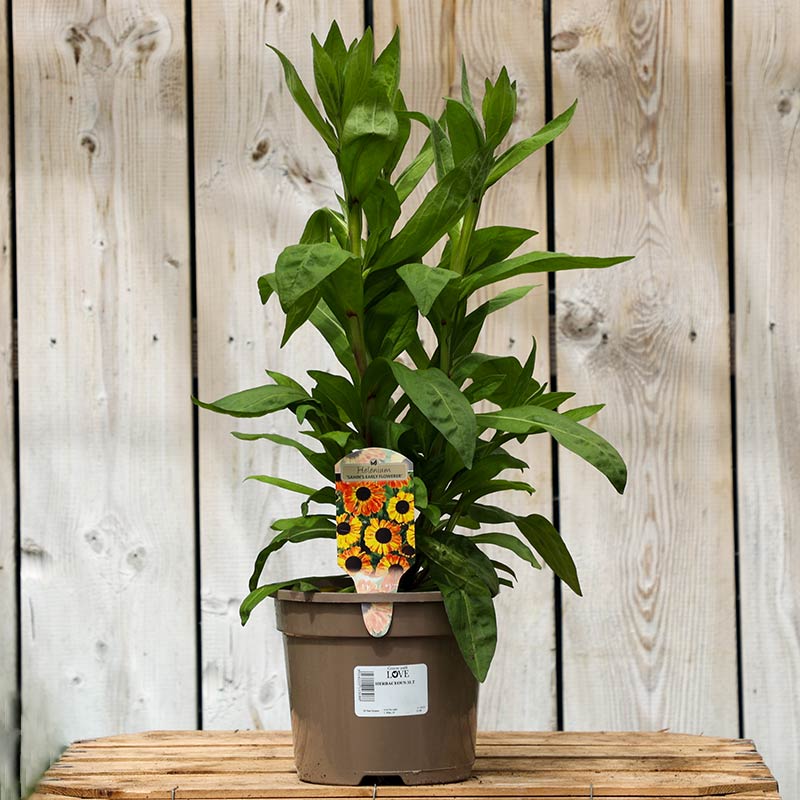 Helenium ‘Sahin’s Early Flowerer’ (3-Litre Pot) image 0