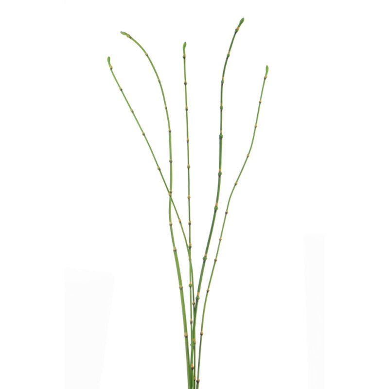 Floralsilk Bamboo Stick Bundle (90cm) image 0