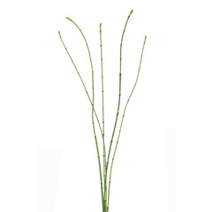 Floralsilk Bamboo Stick Bundle (90cm) image 0