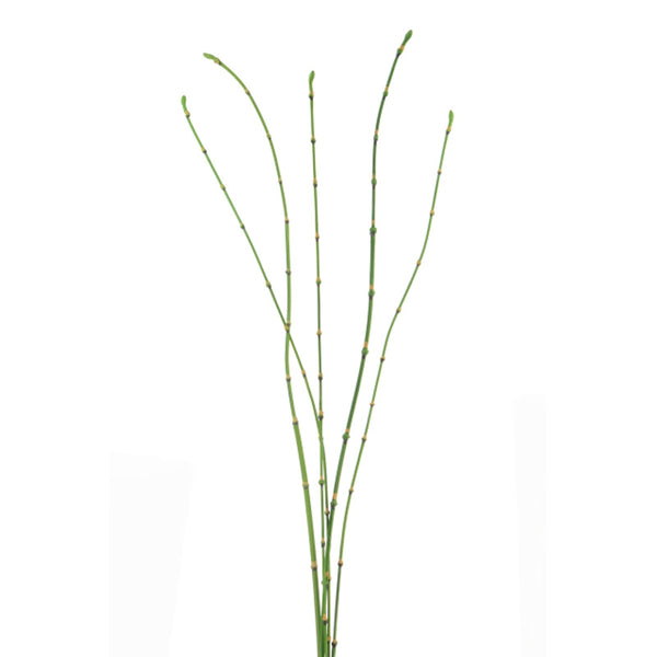 Floralsilk Bamboo Stick Bundle (90cm) image 0