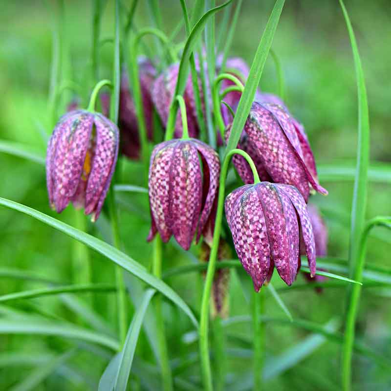 Fritillaria meleagris mixed 'Snake's Head Fritillary' (15 bulbs) image 0