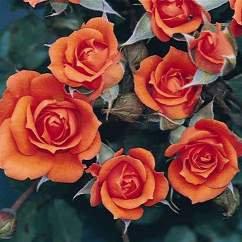 Whartons Roses ‘Wildfire’ Patio Rose (3-Litre Pot) image 0