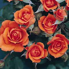Whartons Roses ‘Wildfire’ Patio Rose (3-Litre Pot) image 0