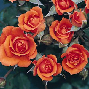 Whartons Roses ‘Wildfire’ Patio Rose (3-Litre Pot) image 0