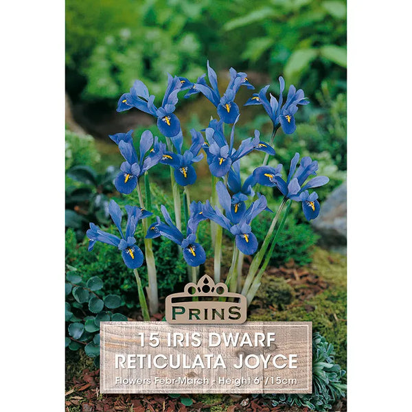 Iris 'Joyce' (15 bulbs) image 0