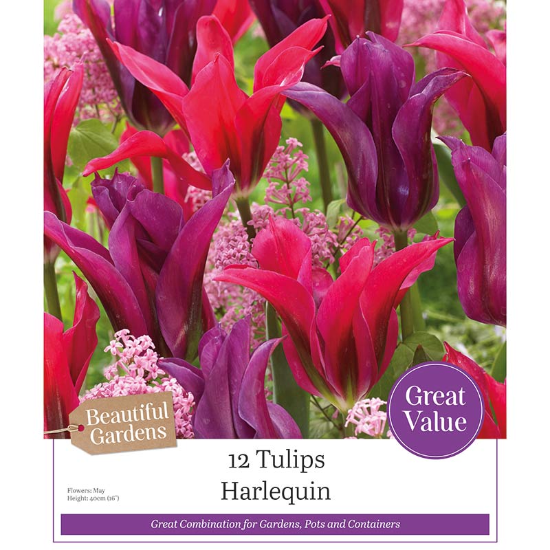 Tulip ‘Harlequin’ (12 Bulbs) image 0