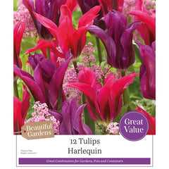 Tulip ‘Harlequin’ (12 Bulbs) image 0