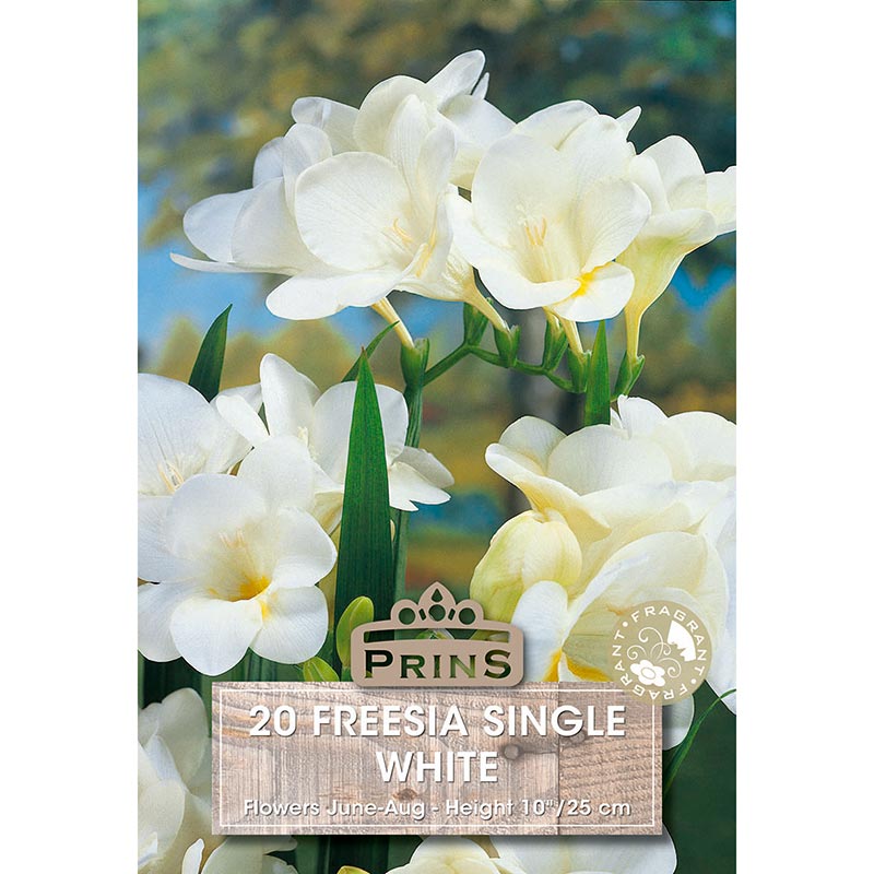 Freesia Single 'White' (20 bulbs) image 0