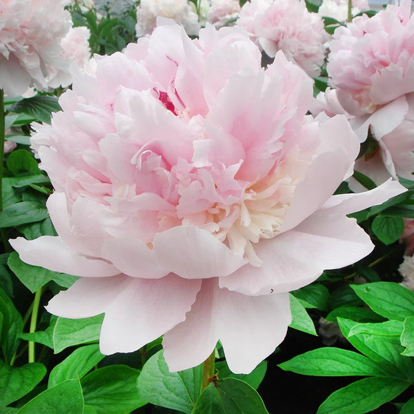 Peony 'Angel Cheeks' image 0