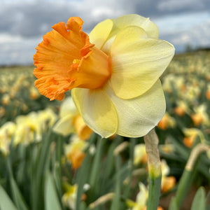 Narcissus ‘King Charles’ Daffodils (5 bulbs) image 1