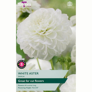 Dahlia ‘White Aster’ with Pure White Flowers (1 Tuber) image 0