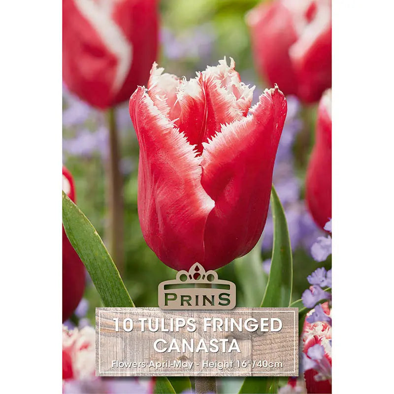 Tulip 'Canasta' (10 bulbs) image 0