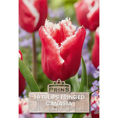Tulip 'Canasta' (10 bulbs) image 0