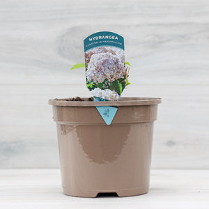 Hydrangea ‘Candybelle Marshmallow’ (3-Litre Pot) image 0