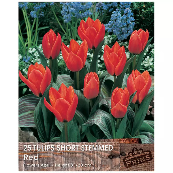 Tulip 'Short Stemmed Red' (25 bulbs) image 0