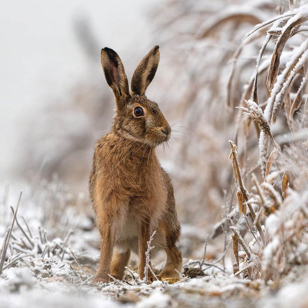 RSPB Small Square Christmas Cards - Winter Hare (Pack of 10) image 0