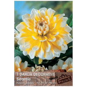 Dahlia Decorative 'Seattle' (1 tuber) image 0