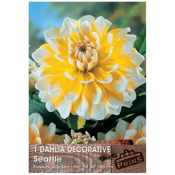 Dahlia Decorative 'Seattle' (1 tuber) image 0