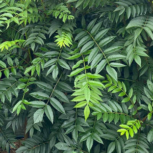 Sorbus ‘Autumn Spire’ Tree (Mountain Ash) (12-Litre Pot) image 1