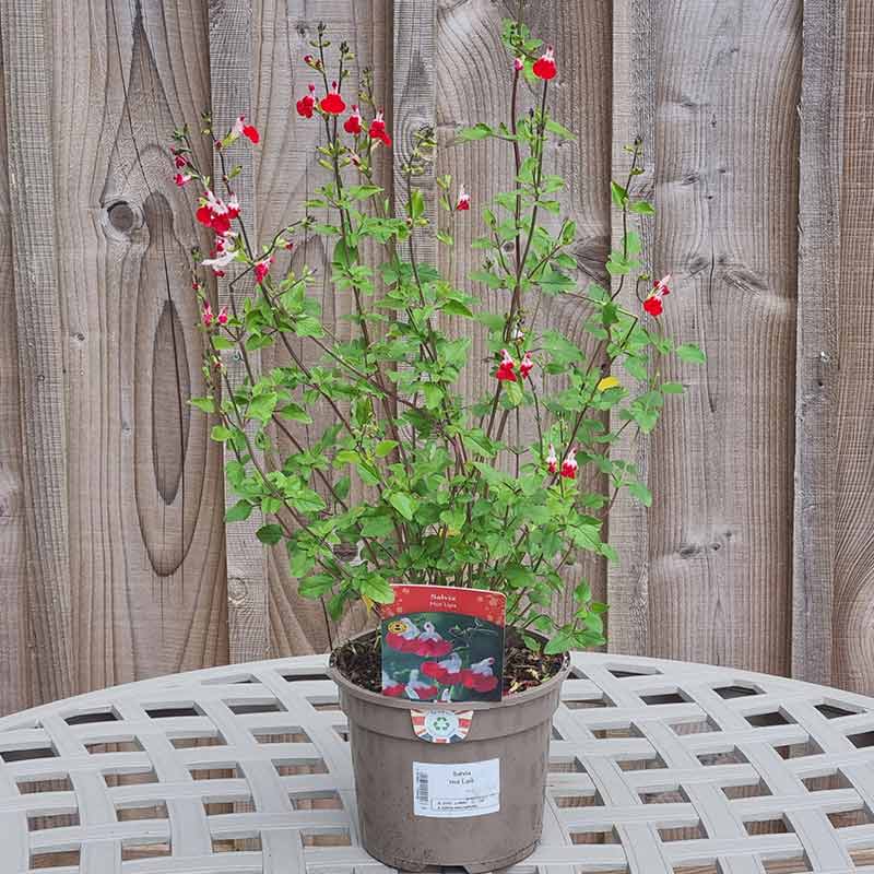 Salvia x jamensis ‘Hot Lips’ (2-Litre Pot) image 0