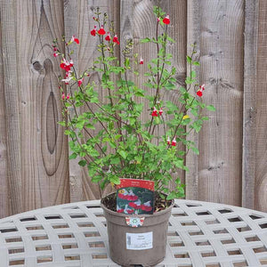Salvia x jamensis ‘Hot Lips’ (2-Litre Pot) image 0