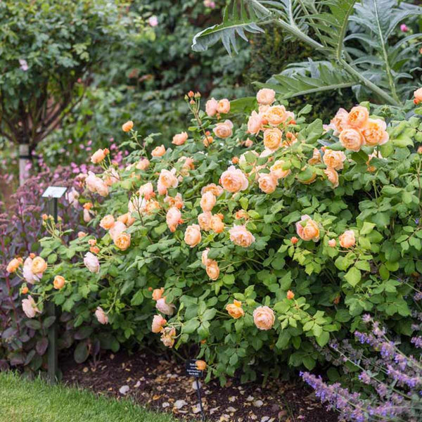 David Austin Roald Dahl® English Shrub Rose (6-Litre Pot) image 1