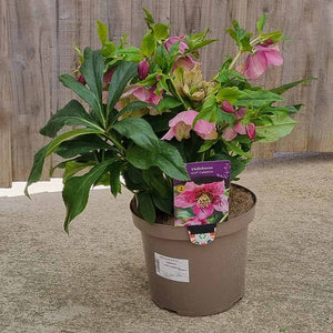 Hellebore ViV® Celestina (4-Litre Pot) image 1