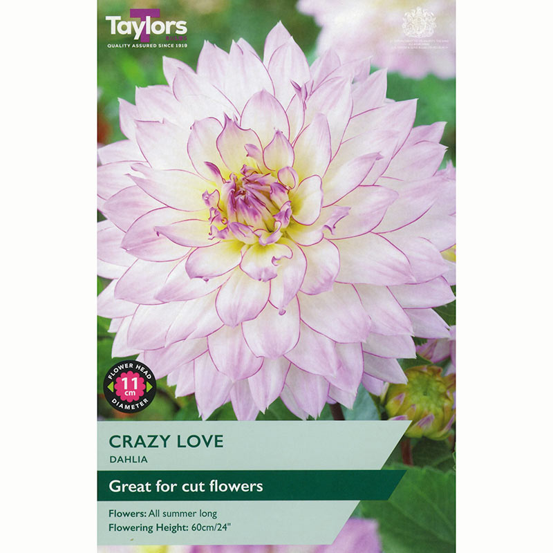 Dahlia ‘Crazy Love’ with Pale Purple & White Flowers (1 Tuber) image 0