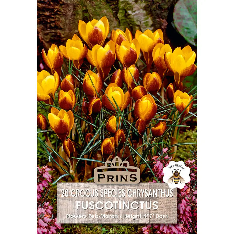 Crocus 'Fuscotinctus' (20 bulbs) image 0