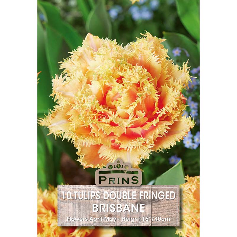 Tulip 'Brisbane' (10 bulbs) image 0