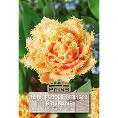 Tulip 'Brisbane' (10 bulbs) image 0