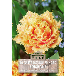 Tulip 'Brisbane' (10 bulbs) image 0