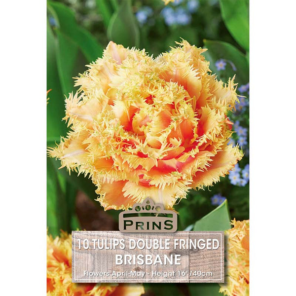 Tulip 'Brisbane' (10 bulbs) image 0