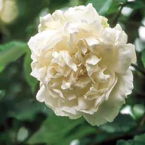 David Austin Madame Alfred Carrière® Climbing Rose (6-Litre Pot) image 1