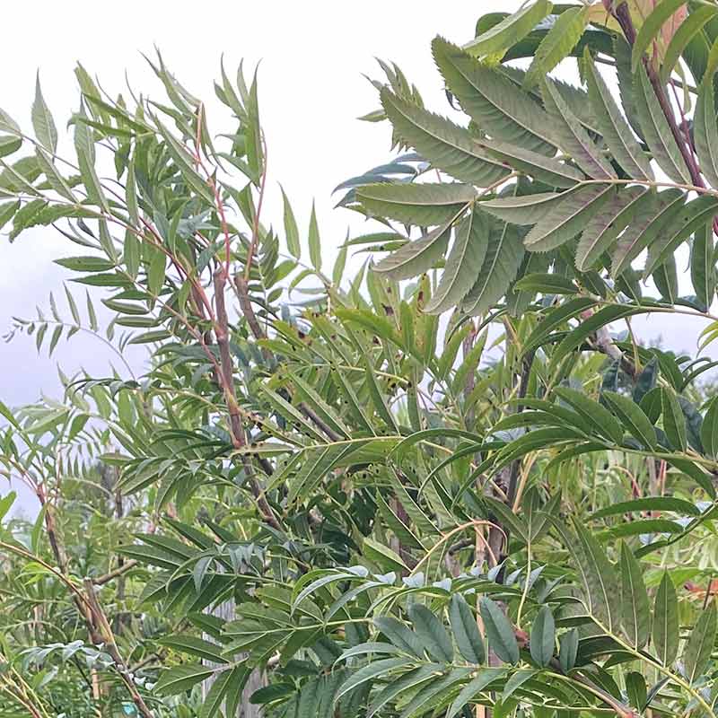 Sorbus commixta ‘Olympic Flame’ Tree (Japanese Rowan) (12-Litre Pot) image 0