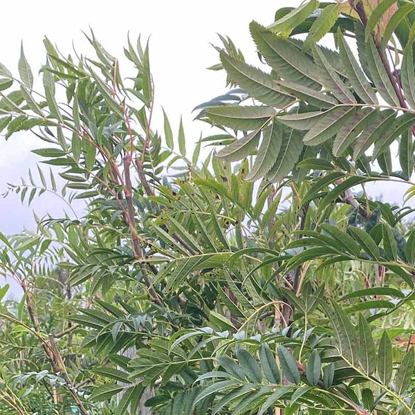 Sorbus commixta ‘Olympic Flame’ Tree (Japanese Rowan) (12-Litre Pot) image 1