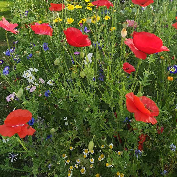 Native Wildflower Seedballs (Mix of 18 wildflower species) image 1